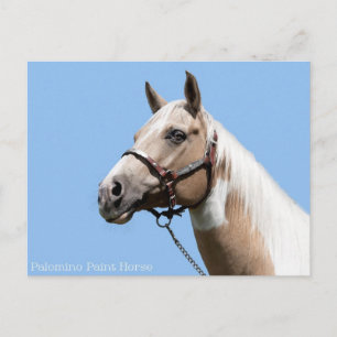 Palomino Paint Horse Portrait Postcard