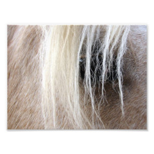 Palomino Photo Print
