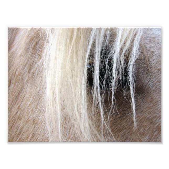 Palomino Photo Print (Front)