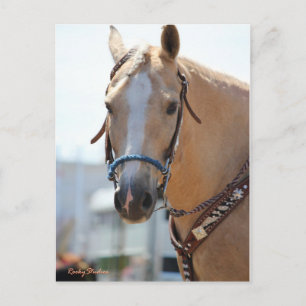 Palomino Pic Postcard