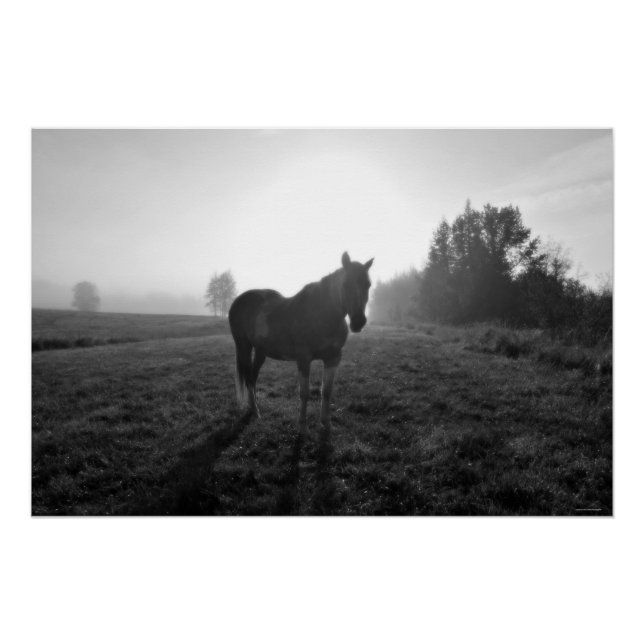 Palomino Pinto Horse at Sunrise Equine B&W Photo Poster (Front)