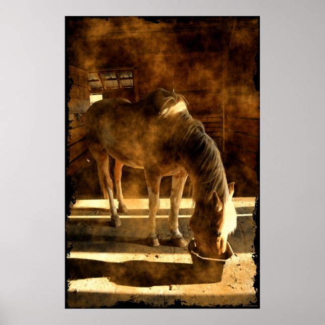 Palomino Pinto Horse Feeding in Barn Poster (Front)
