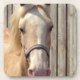 Palomino Pony Set of Coasters