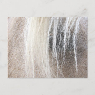 Palomino Postcard