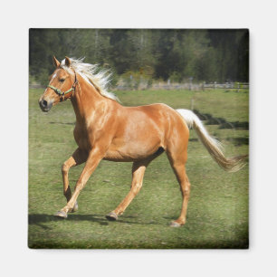 palomino power magnet