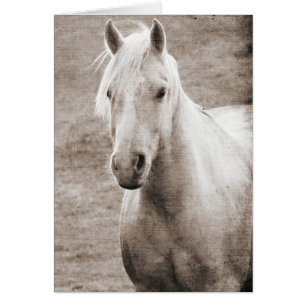 Palomino Sepia All Occasions