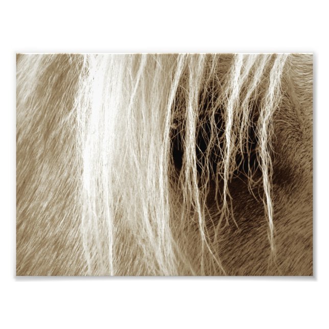 Palomino Sepia Photo Print (Front)