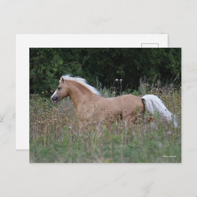 Palomino Welsh Pony Running In Long Grass Postcard (Front/Back)