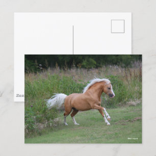 Palomino Welsh Pony Stallion Running Postcard