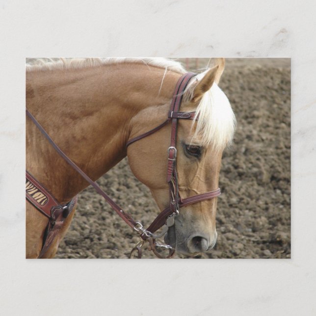 Palomino Western Horse Postcard (Front)