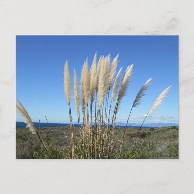 PALOS VERDES. CA #9 POSTCARD (Front)