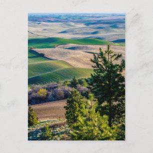 Palouse Country - Eastern Washington Postcard