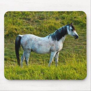 Palouse horse, Colfax, Palouse Area, Washington Mouse Pad