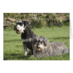 pals