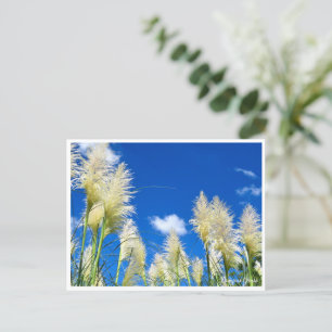 Pampas Grass Postcard
