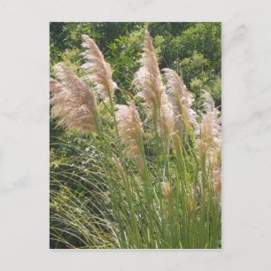 Pampas grass postcard