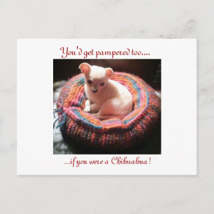 Pampered Chihuahua Dog Postcard