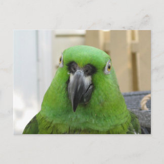 Panama Amazon Green Parrot postcard