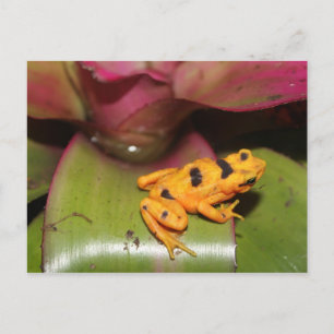 Panamanian Golden Frog # 1 Postcard