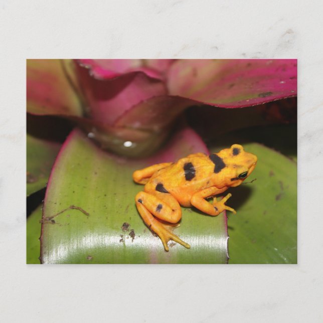 Panamanian Golden Frog # 1 Postcard (Front)