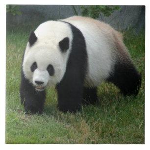 panda114 tile