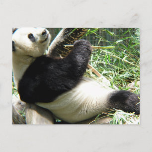 Panda and Bamboo Postcard