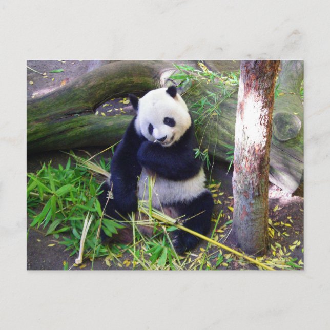 Panda at the San Diego Zoo Postcard (Front)