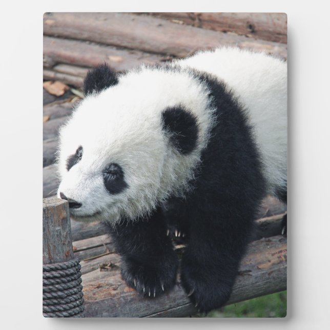 panda bear bears custom personalise Anniversaries Plaque (Front)