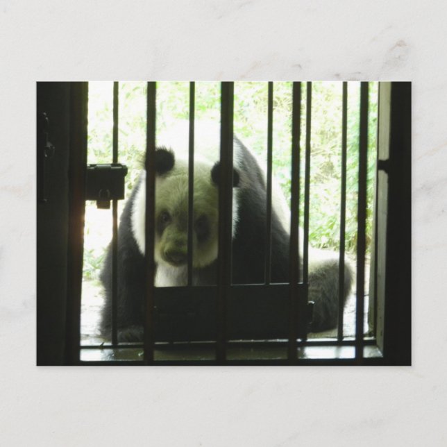 Panda Bear Behind Bars Postcard (Front)