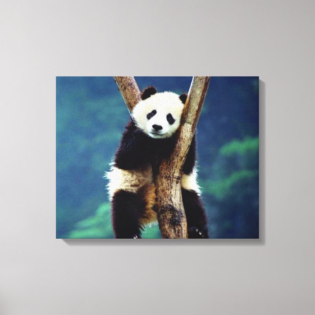 Panda Bear Canvas Print (Front)