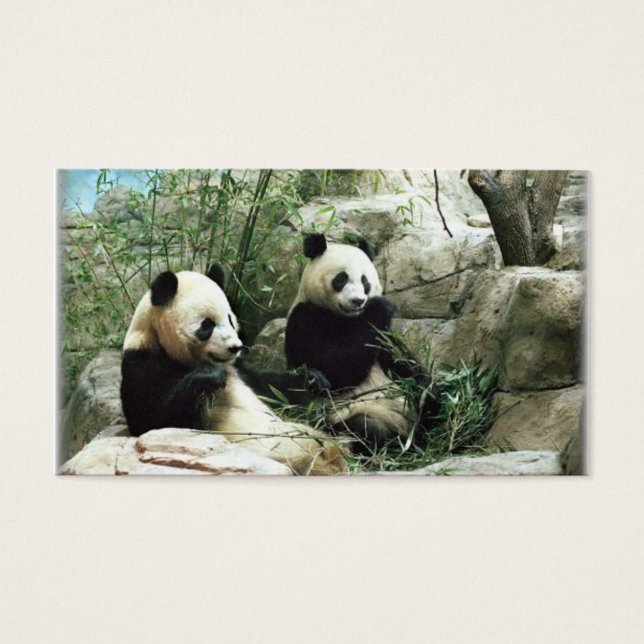 Panda bear eating and playing (Front)