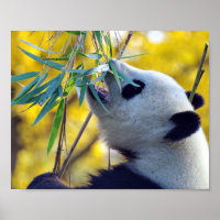 Panda Bear eating Bamboo
