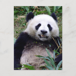 Panda Bear Grinning, Animals, China Postcard