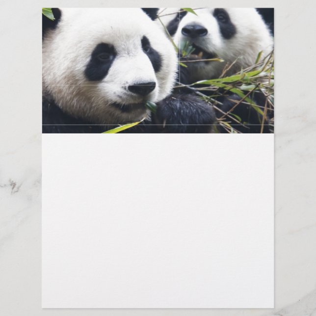 Panda Bear Hugs (Front)