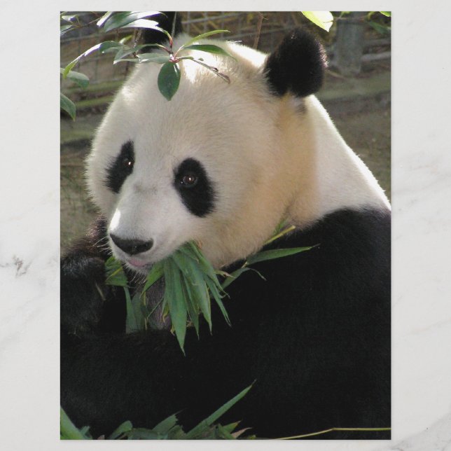 Panda Bear Hugs (Front)