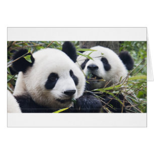Panda Bear Hugs