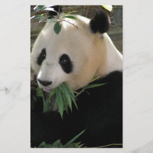 Panda Bear Hugs