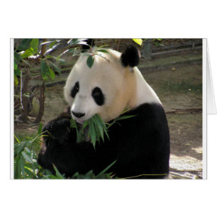 Panda Bear Hugs
