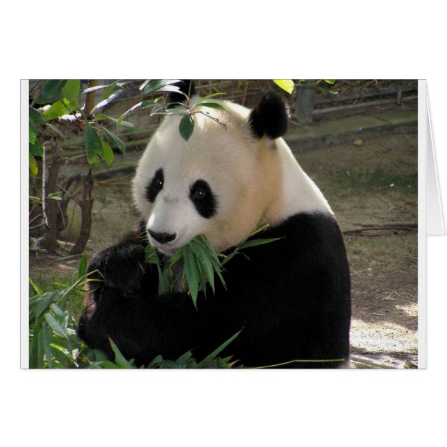 Panda Bear Hugs (Front Horizontal)