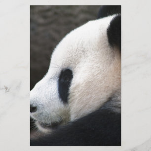 Panda Bear Hugs