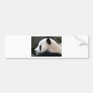 Panda Bear Hugs Bumper Sticker