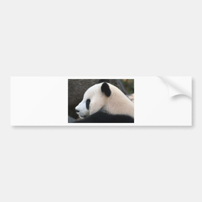 Panda Bear Hugs Bumper Sticker (Front)