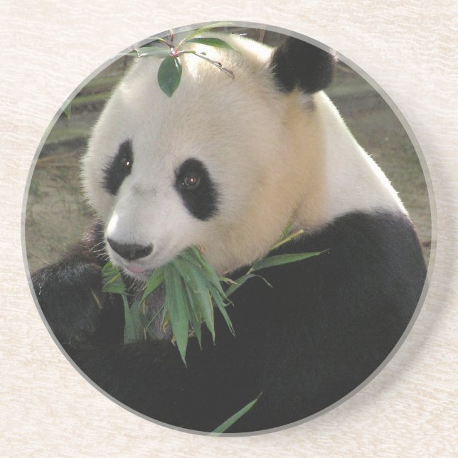 Panda Bear Hugs Coaster (Front)
