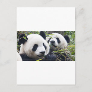 Panda Bear Hugs Postcard
