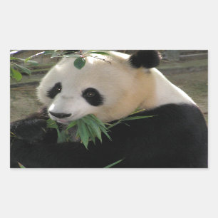 Panda Bear Hugs Rectangular Sticker