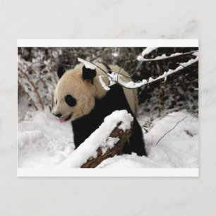 Panda Bear Postcard