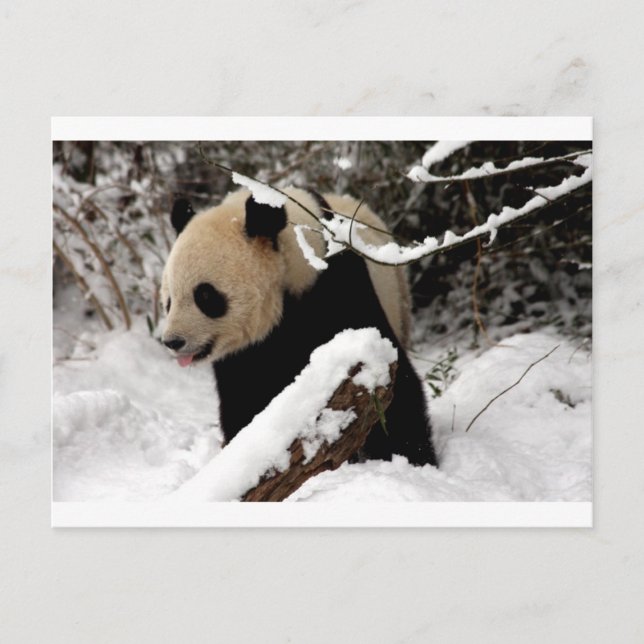 Panda Bear Postcard (Front)