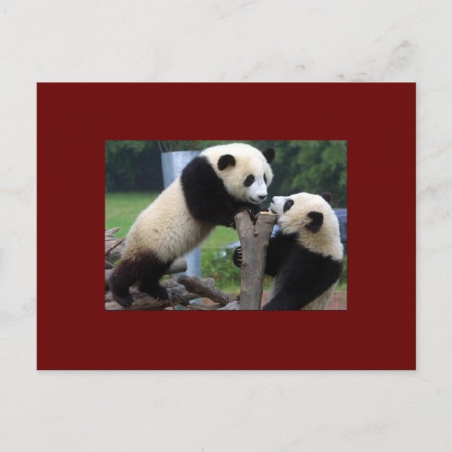 PANDA BEAR POSTCARD (Front)