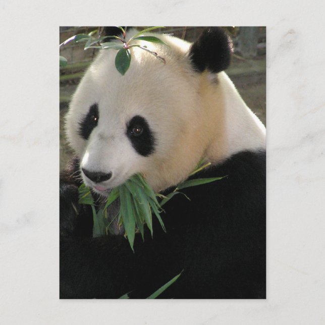 Panda Bears Postcard (Front)
