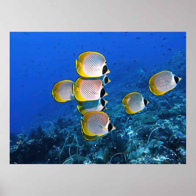 Panda Butterflyfish Poster (Front)